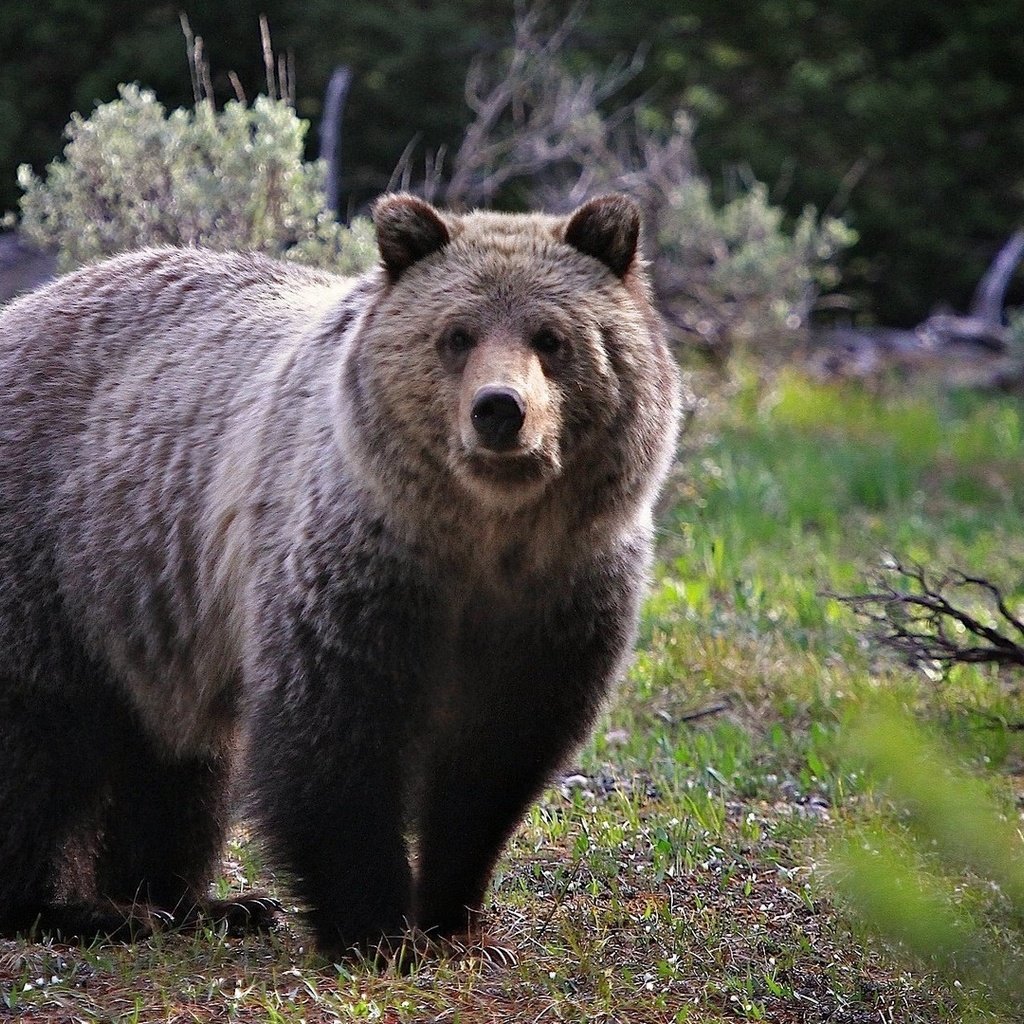 Обои морда, трава, природа, взгляд, медведь, face, grass, nature, look, bear разрешение 1920x1080 Загрузить