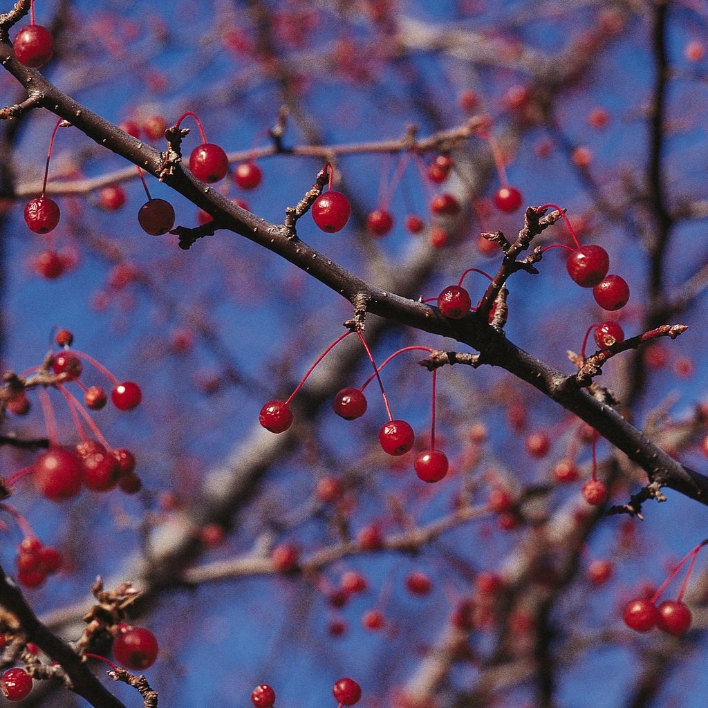 Обои природа, ветки, красные, ягоды, nature, branches, red, berries разрешение 2950x2094 Загрузить