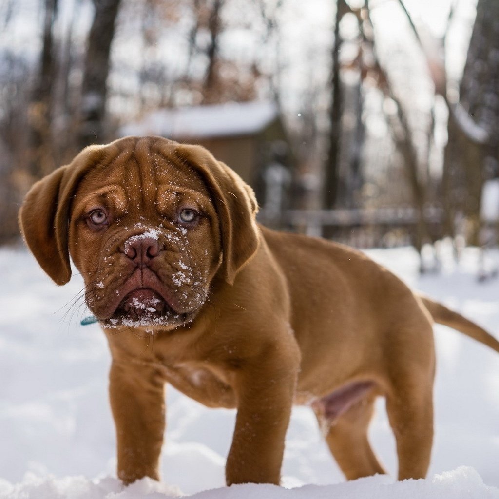 Обои снег, мордочка, взгляд, собака, щенок, бордоский дог, snow, muzzle, look, dog, puppy, dogue de bordeaux разрешение 1920x1200 Загрузить