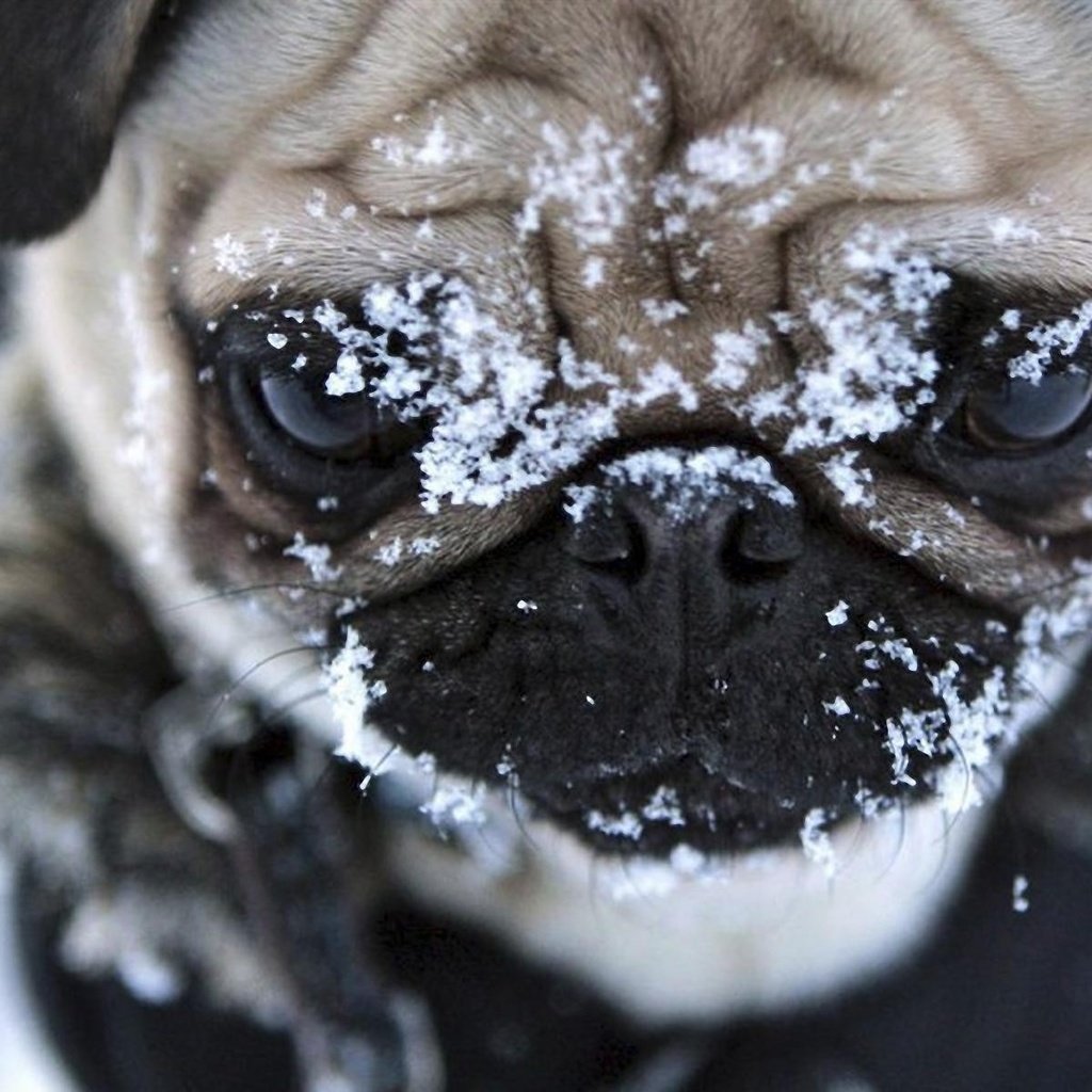 Обои снег, мордочка, взгляд, собака, мопс, snow, muzzle, look, dog, pug разрешение 1920x1200 Загрузить