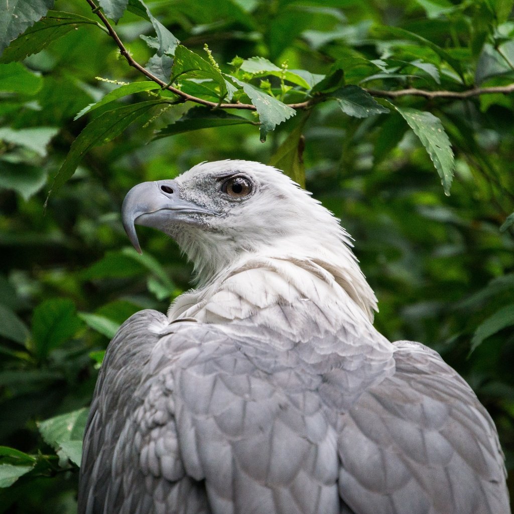 Обои природа, орел, птица, клюв, перья, зеленые листья, хищная птица, nature, eagle, bird, beak, feathers, green leaves, bird of prey разрешение 6000x4000 Загрузить