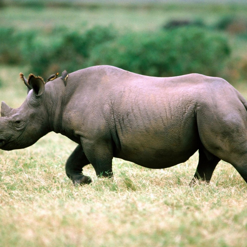 Носороги без смс