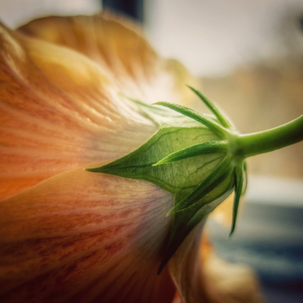 Обои макро, цветок, лепестки, бутон, крупным планом, macro, flower, petals, bud, closeup разрешение 4000x3000 Загрузить