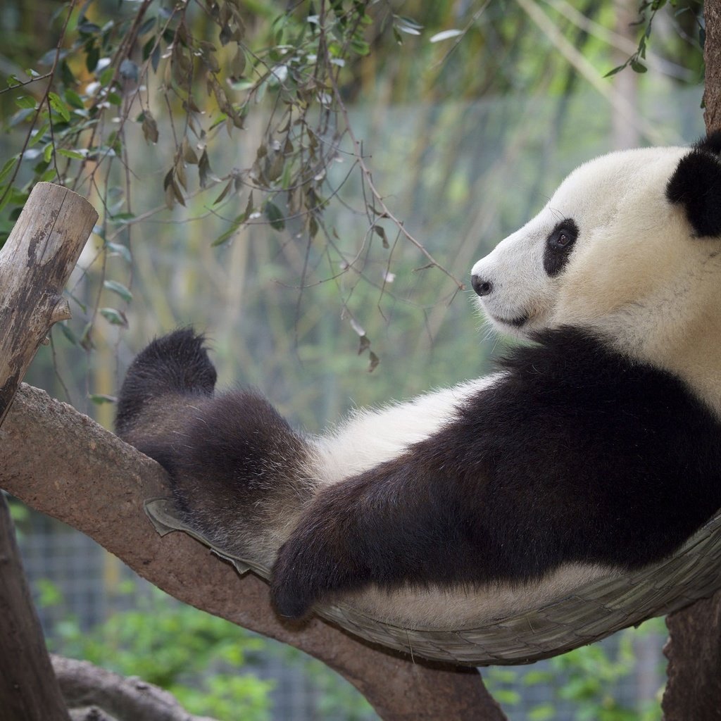 Обои дерево, панда, отдых, бамбуковый медведь, большая панда, tree, panda, stay, bamboo bear, the giant panda разрешение 2048x1365 Загрузить