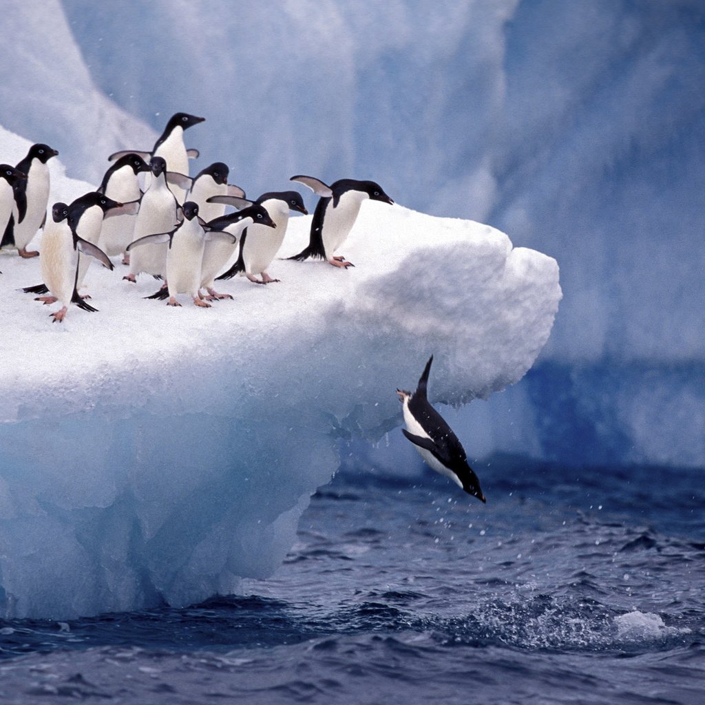 Обои снег, пингвины, животные, льдина, лёд, прыжок, птицы, пингвин, антарктида, дикая природа, snow, penguins, animals, floe, ice, jump, birds, penguin, antarctica, wildlife разрешение 2880x1800 Загрузить