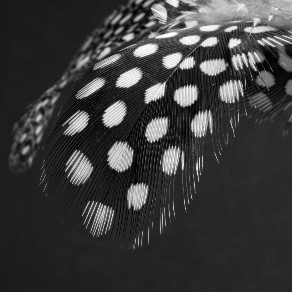 Обои чёрно-белое, перья, перо, перышко, black and white, feathers, pen, a feather разрешение 3840x2560 Загрузить