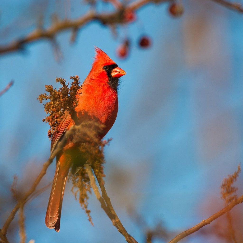 Обои небо, ветка, птица, клюв, перья, кардинал, красный кардинал, the sky, branch, bird, beak, feathers, cardinal, red cardinal разрешение 2048x1363 Загрузить