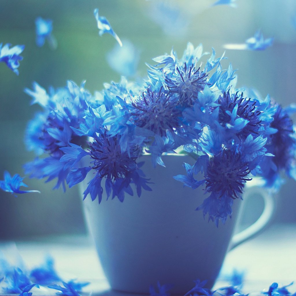 Обои цветы, лепестки, чашка, синие, васильки, flowers, petals, cup, blue, cornflowers разрешение 1920x1080 Загрузить