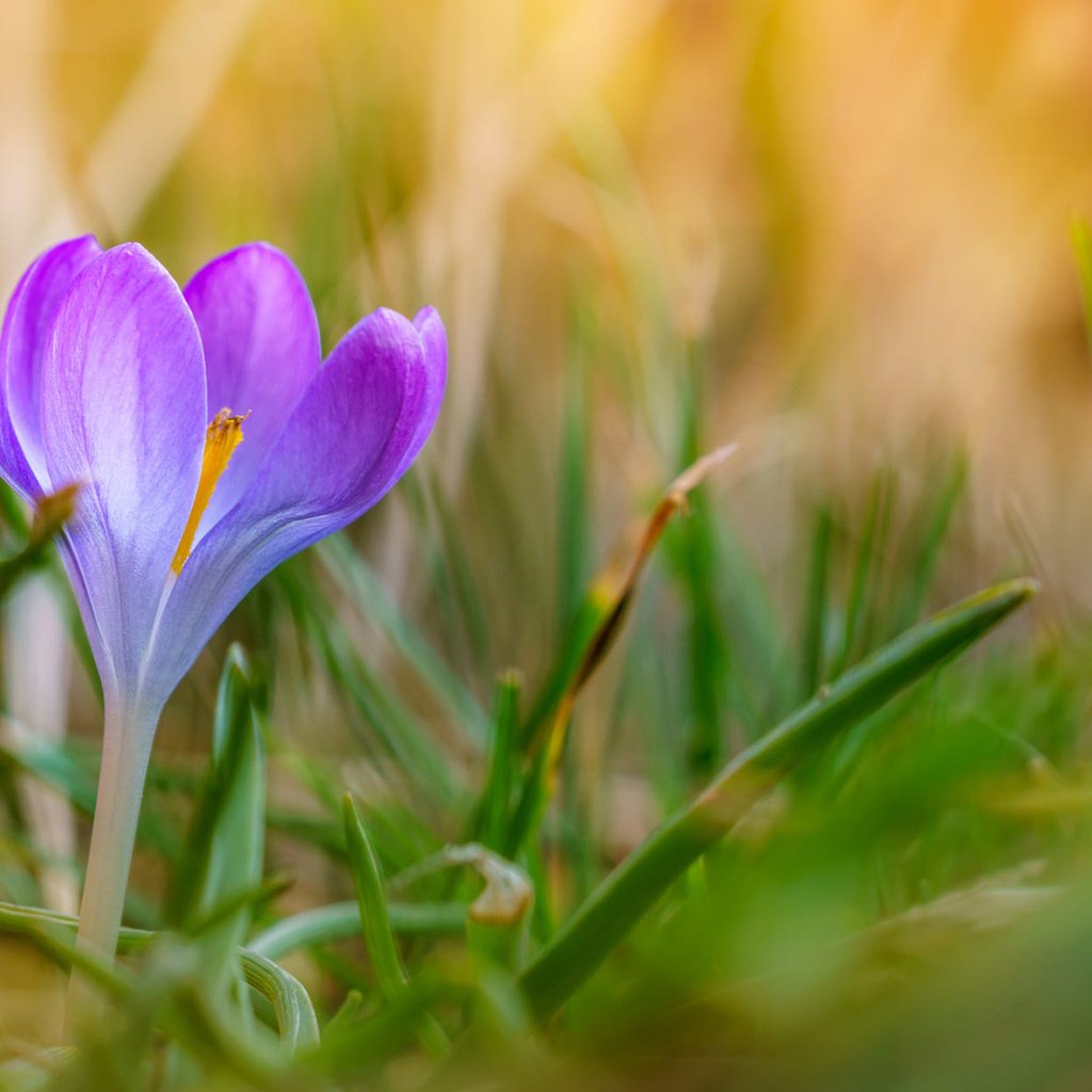 Обои трава, природа, цветок, лепестки, размытость, весна, крокус, grass, nature, flower, petals, blur, spring, krokus разрешение 1920x1200 Загрузить