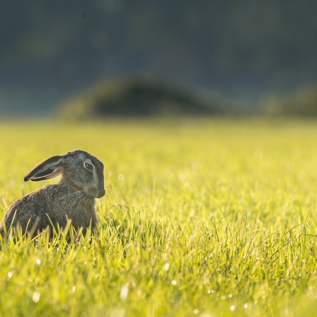 Обои трава, природа, поле, ушки, животное, зверек, заяц, грызун, grass, nature, field, ears, animal, hare, rodent разрешение 3447x2301 Загрузить