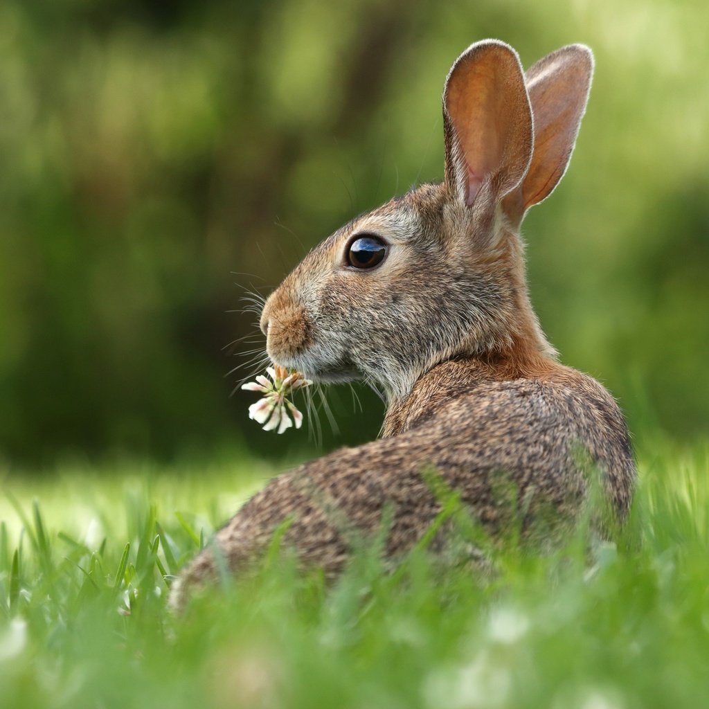 Обои трава, цветок, кролик, животное, уши, зверек, заяц, грызун, grass, flower, rabbit, animal, ears, hare, rodent разрешение 3000x2000 Загрузить