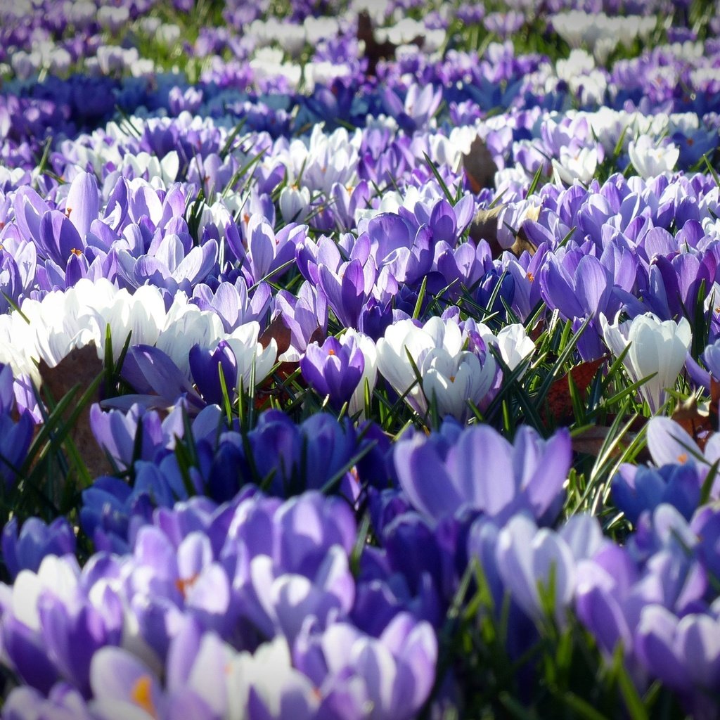 Обои цветы, лепестки, весна, белые, фиолетовые, крокусы, flowers, petals, spring, white, purple, crocuses разрешение 4000x2250 Загрузить