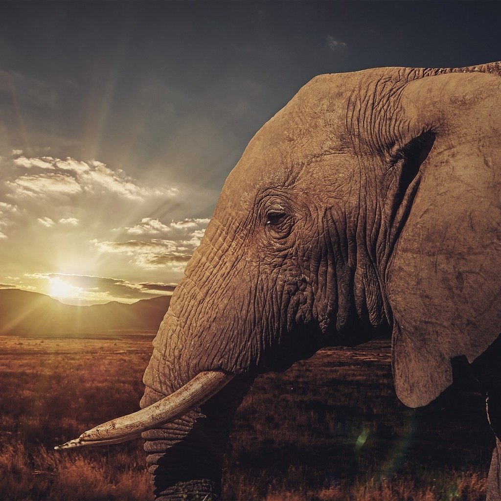 Обои закат, слон, профиль, уши, саванна, бивни, sunset, elephant, profile, ears, savannah, tusks разрешение 2048x1260 Загрузить