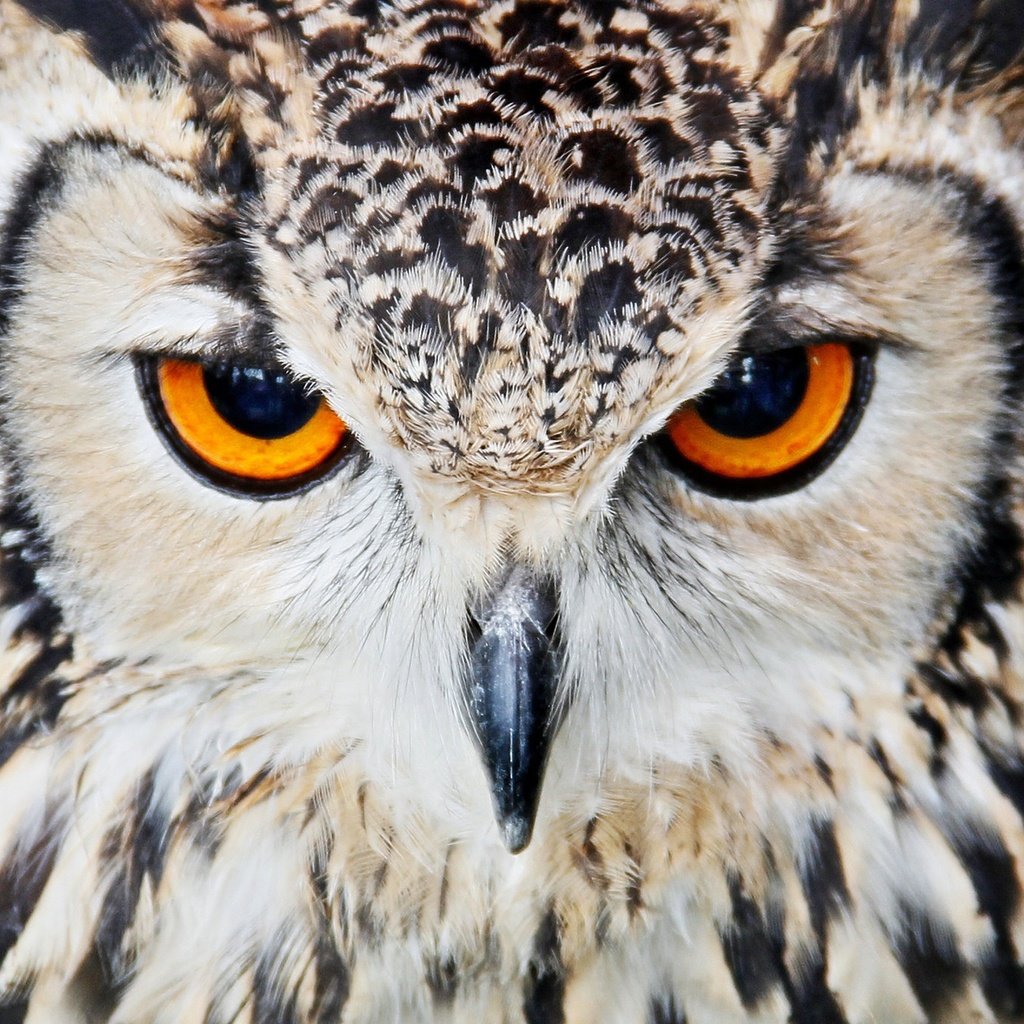 Обои сова, портрет, взгляд, хищник, птица, клюв, перья, owl, portrait, look, predator, bird, beak, feathers разрешение 2048x1365 Загрузить