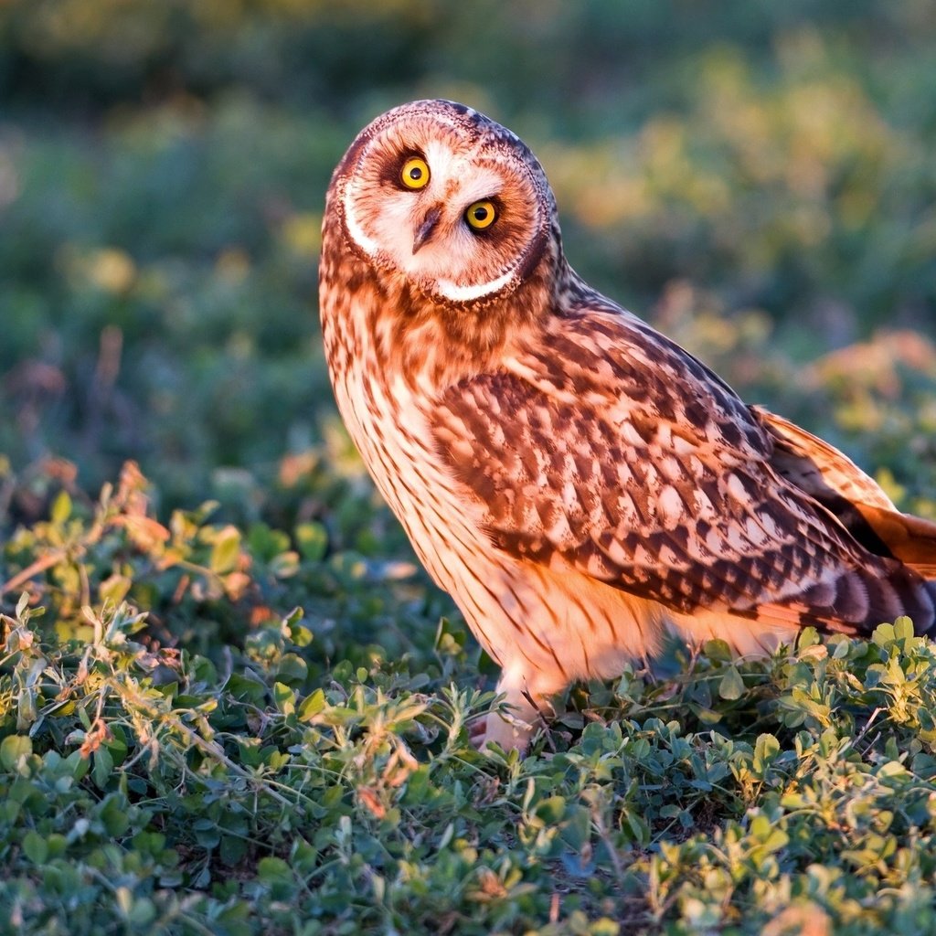 Обои трава, сова, взгляд, хищник, птица, болотная сова, grass, owl, look, predator, bird, short-eared owl разрешение 2048x1365 Загрузить