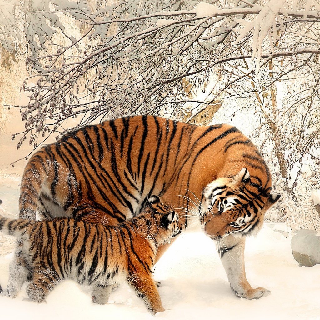 Обои тигр, морда, деревья, снег, зима, хищник, тигренок, tiger, face, trees, snow, winter, predator разрешение 3840x2160 Загрузить