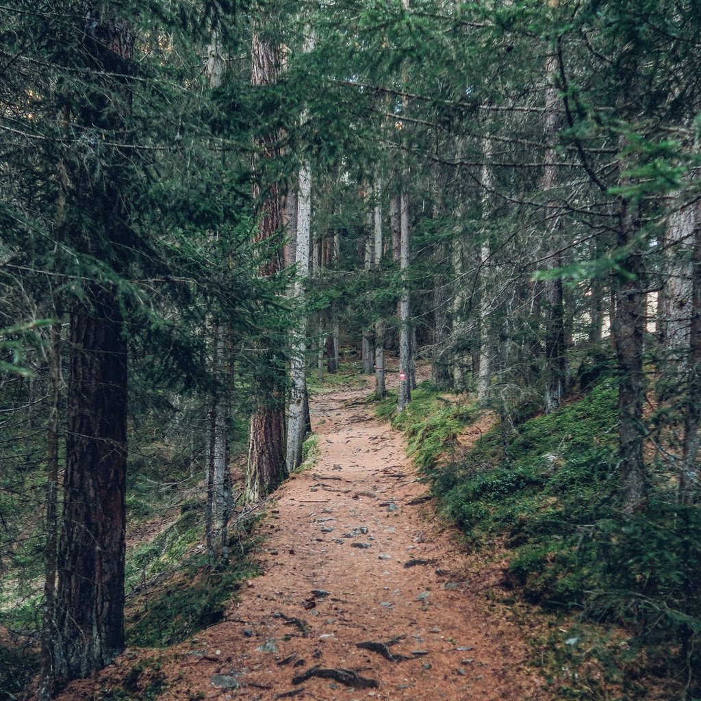 Обои деревья, природа, лес, пейзаж, дорожка, стволы, тропинка, trees, nature, forest, landscape, track, trunks, path разрешение 5472x3078 Загрузить