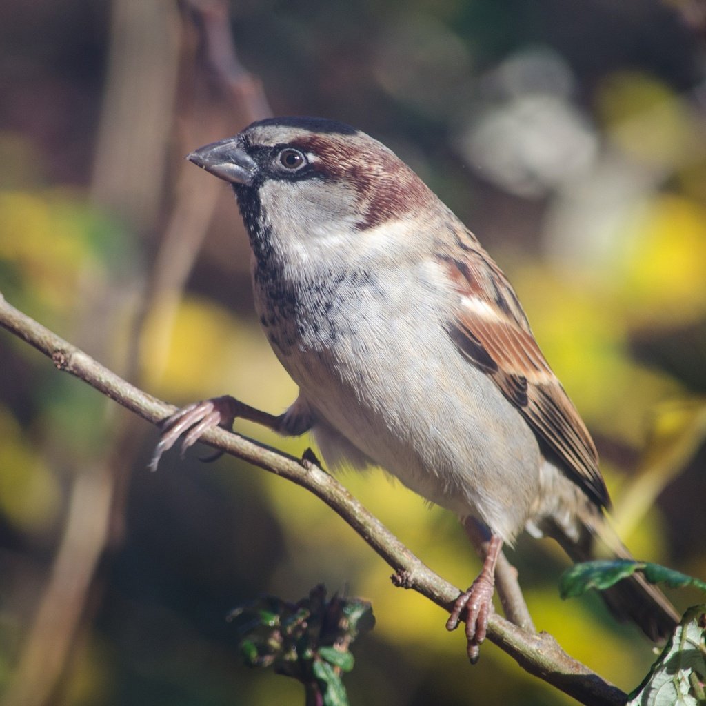 Обои ветка, птица, клюв, воробей, перья, животное, branch, bird, beak, sparrow, feathers, animal разрешение 2880x1755 Загрузить