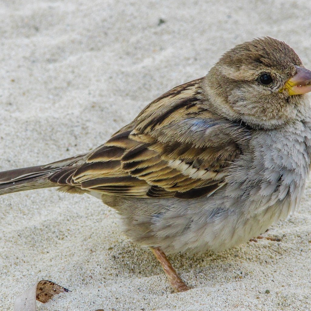 Обои природа, песок, птица, клюв, воробей, nature, sand, bird, beak, sparrow разрешение 1920x1080 Загрузить