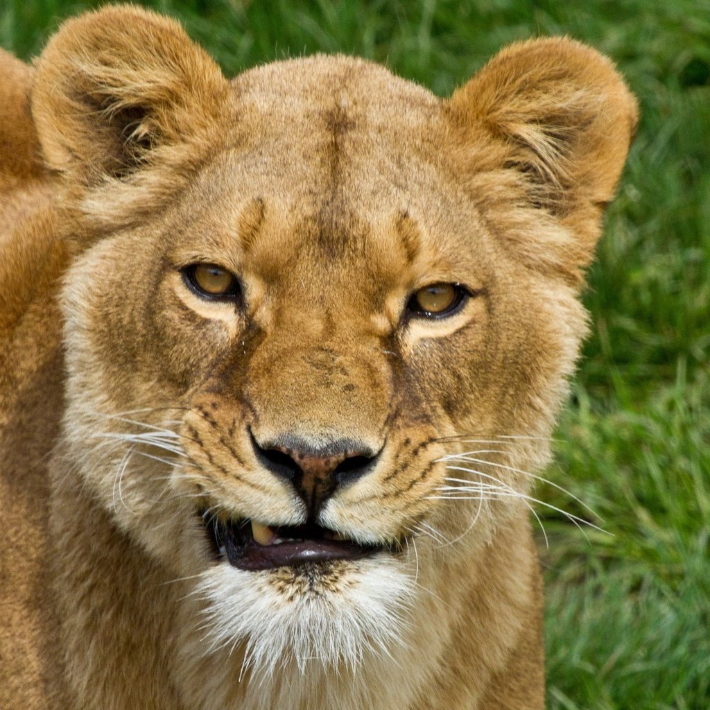 Обои морда, трава, хищник, большая кошка, лев, львица, face, grass, predator, big cat, leo, lioness разрешение 2048x1489 Загрузить