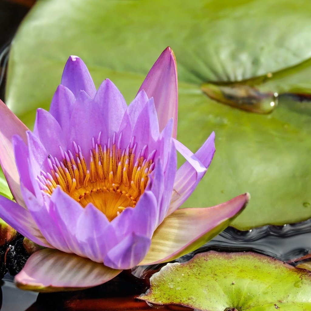 Обои вода, цветок, лилия, кувшинка, нимфея, водяная лилия, water, flower, lily, nymphaeum, water lily разрешение 1920x1280 Загрузить