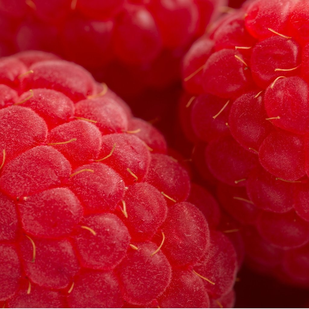 Обои макро, малина, ягода, красная, macro, raspberry, berry, red разрешение 1920x1300 Загрузить