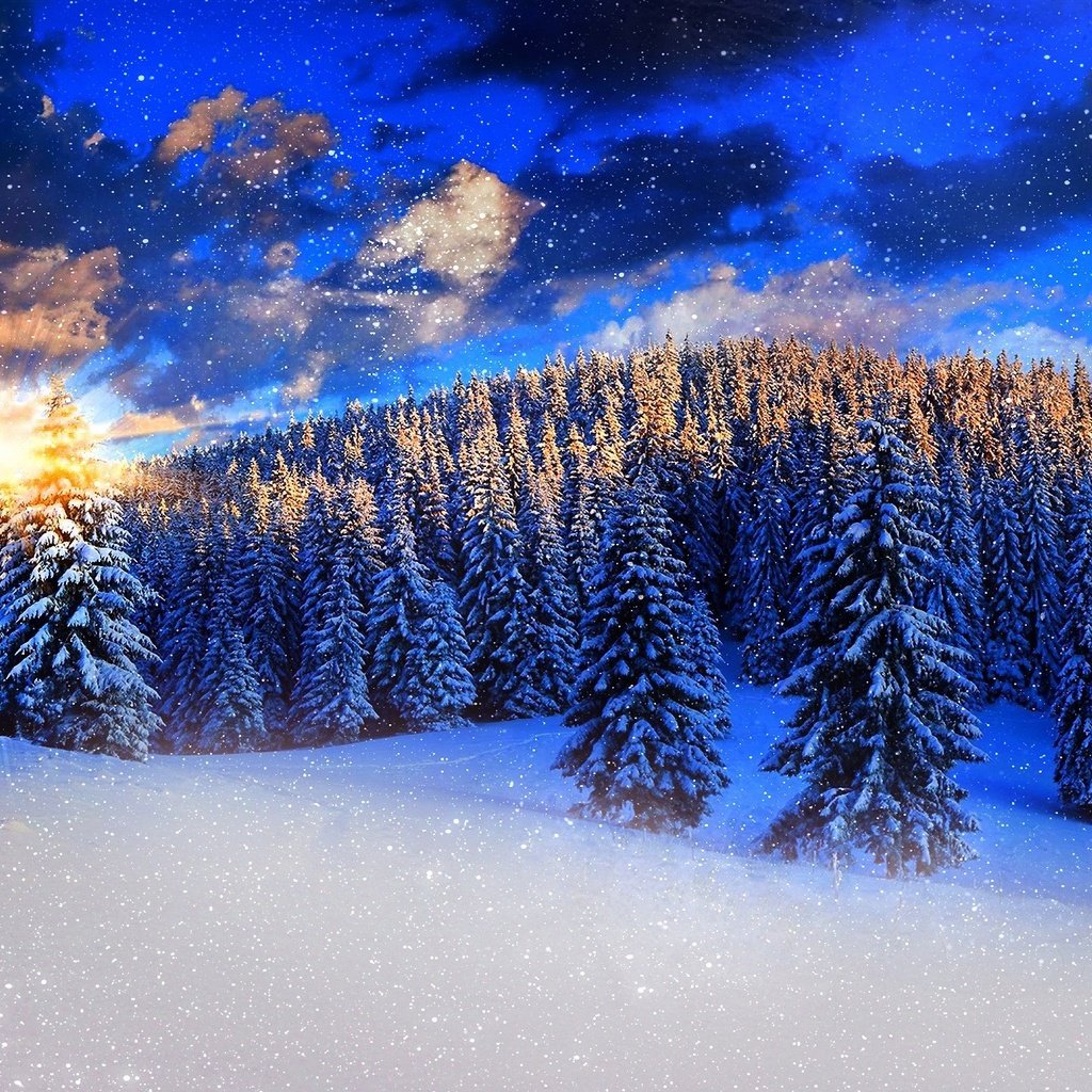 Обои небо, снег, природа, лес, закат, зима, ели, the sky, snow, nature, forest, sunset, winter, ate разрешение 2560x1440 Загрузить
