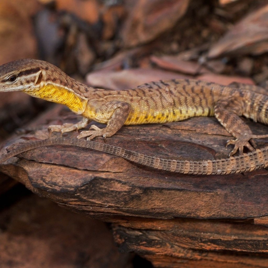 Обои природа, ящерица, камень, рептилия, nature, lizard, stone, reptile разрешение 2048x1365 Загрузить