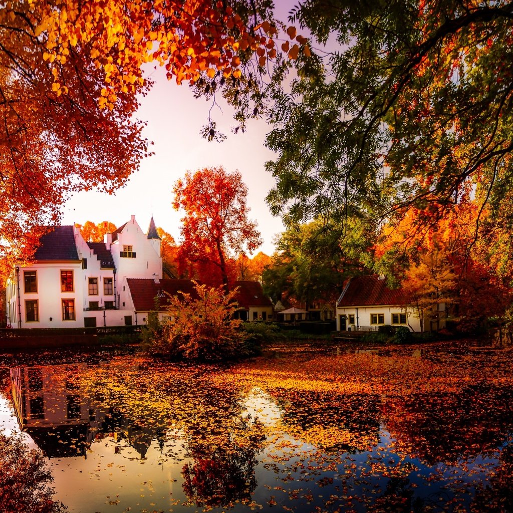 Обои деревья, природа, отражение, осень, дома, пруд, trees, nature, reflection, autumn, home, pond разрешение 3641x2048 Загрузить