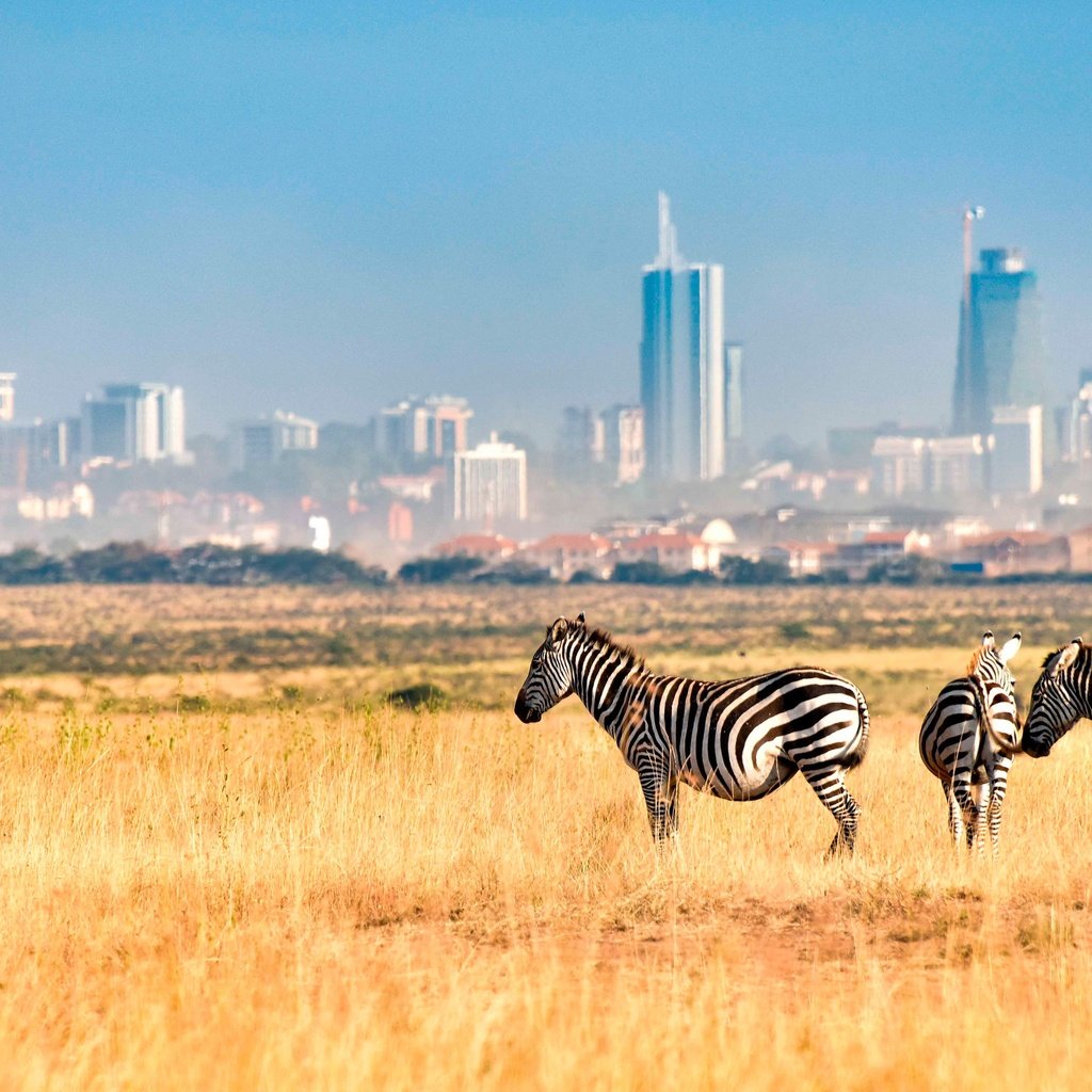 Обои зебра, поле, город, африка, кения, зебры, nairobi national park, найроби, zebra, field, the city, africa, kenya разрешение 4000x2249 Загрузить