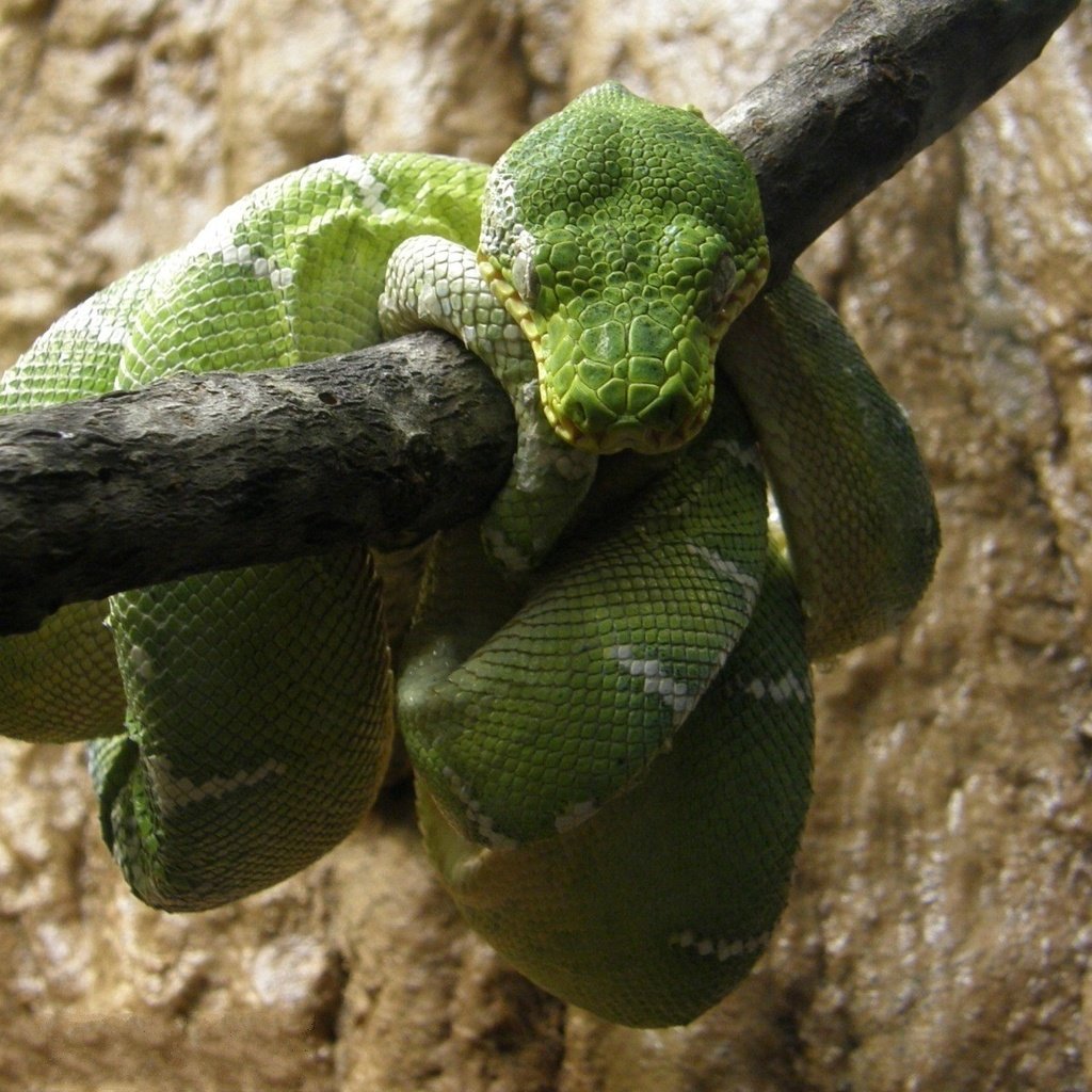 Обои змея, отдых, зеленая, питон, рептилия, пресмыкающиеся, древесный питон, snake, stay, green, python, reptile, reptiles разрешение 1920x1200 Загрузить