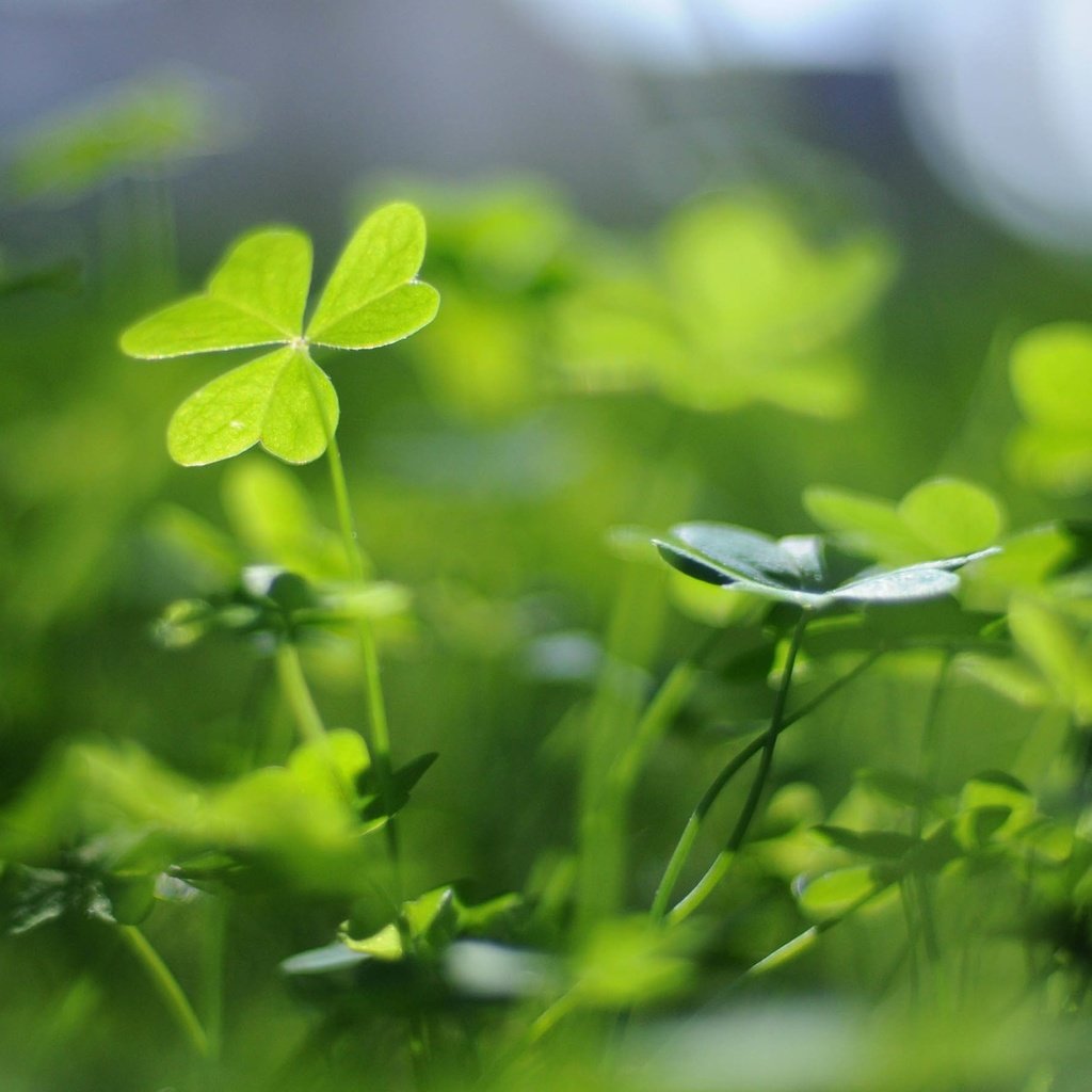 Обои природа, клевер, листья, размытость, растение, nature, clover, leaves, blur, plant разрешение 1920x1200 Загрузить