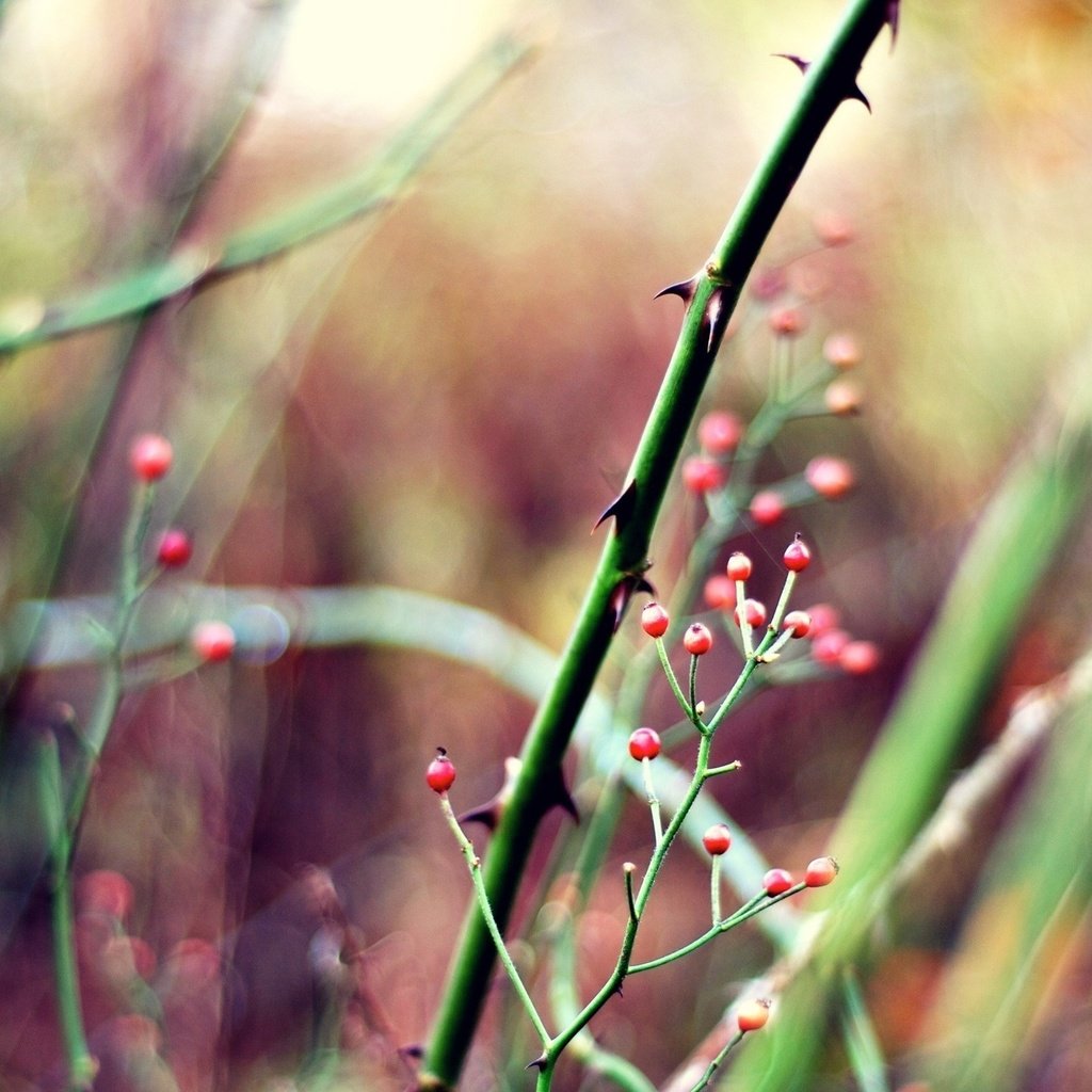 Обои трава, природа, растения, размытость, ягоды, стебли, grass, nature, plants, blur, berries, stems разрешение 2560x1600 Загрузить