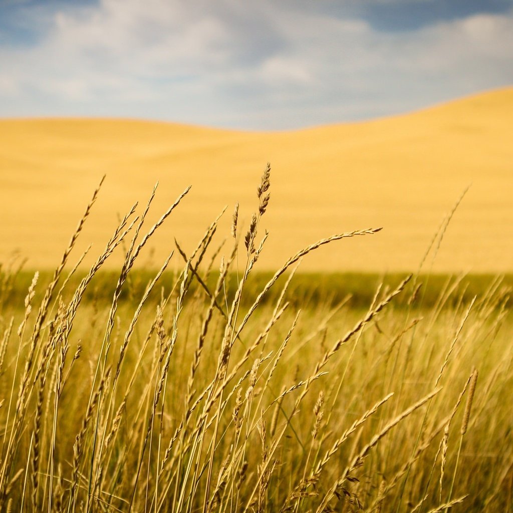 Обои трава, природа, макро, поле, размытость, колоски, grass, nature, macro, field, blur, spikelets разрешение 2048x1177 Загрузить