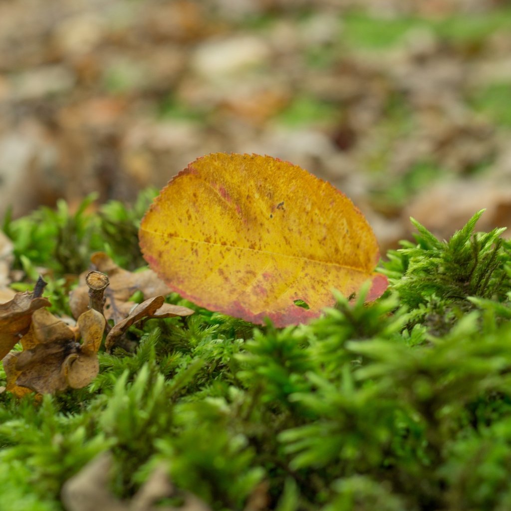 Обои природа, осень, лист, размытость, мох, сухие листья, nature, autumn, sheet, blur, moss, dry leaves разрешение 5456x3632 Загрузить