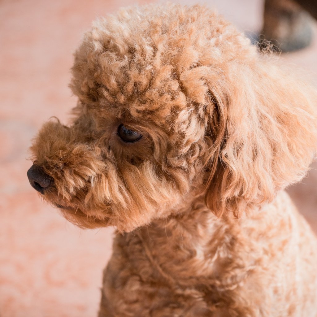 Обои глаза, взгляд, собака, профиль, пудель, абрикосовый, eyes, look, dog, profile, poodle, apricot разрешение 6000x4000 Загрузить