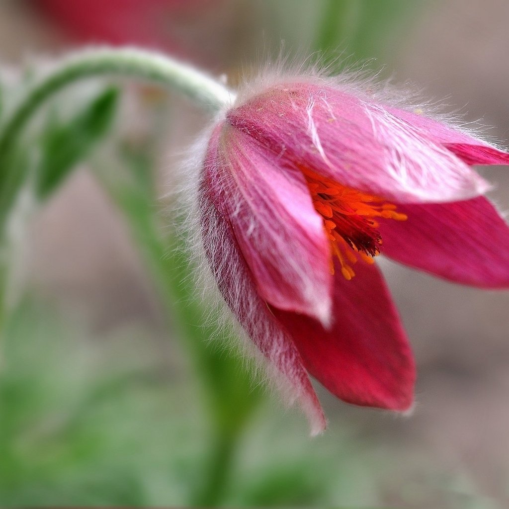 Обои макро, цветок, боке, сон-трава, прострел, macro, flower, bokeh, sleep-grass, cross разрешение 2048x1332 Загрузить