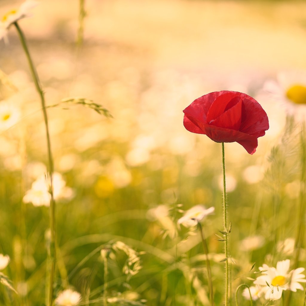 Обои цветок, лето, мак, ромашки, стебель, полевые цветы, flower, summer, mac, chamomile, stem, wildflowers разрешение 6000x4000 Загрузить