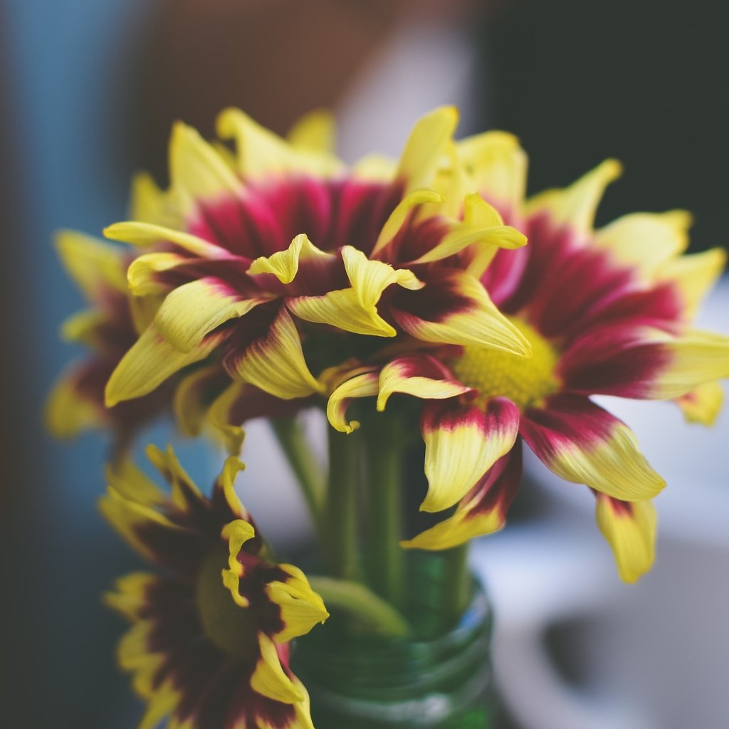 Обои цветы, лепестки, букет, ваза, хризантемы, flowers, petals, bouquet, vase, chrysanthemum разрешение 4928x2444 Загрузить