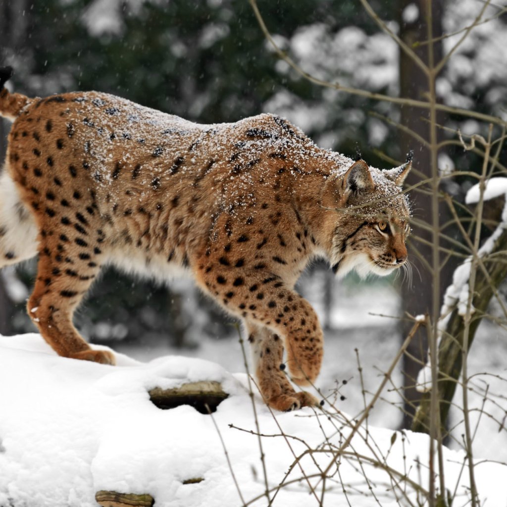 Обои снег, зима, рысь, хищник, дикая кошка, snow, winter, lynx, predator, wild cat разрешение 1920x1200 Загрузить