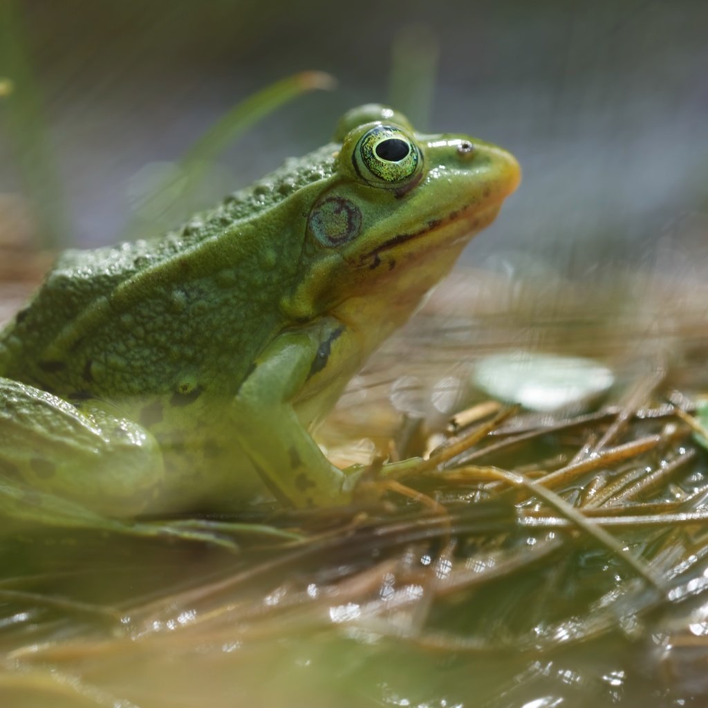 Обои фон, лягушка, животное, земноводное, background, frog, animal, amphibian разрешение 6016x3678 Загрузить