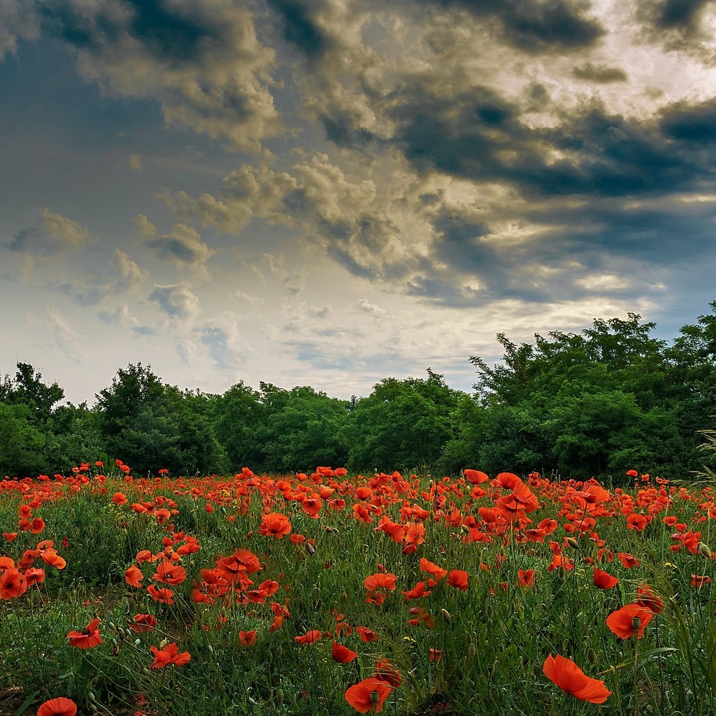 Обои небо, маки, цветы, облака, деревья, природа, пейзаж, лето, красные, the sky, maki, flowers, clouds, trees, nature, landscape, summer, red разрешение 2560x1440 Загрузить