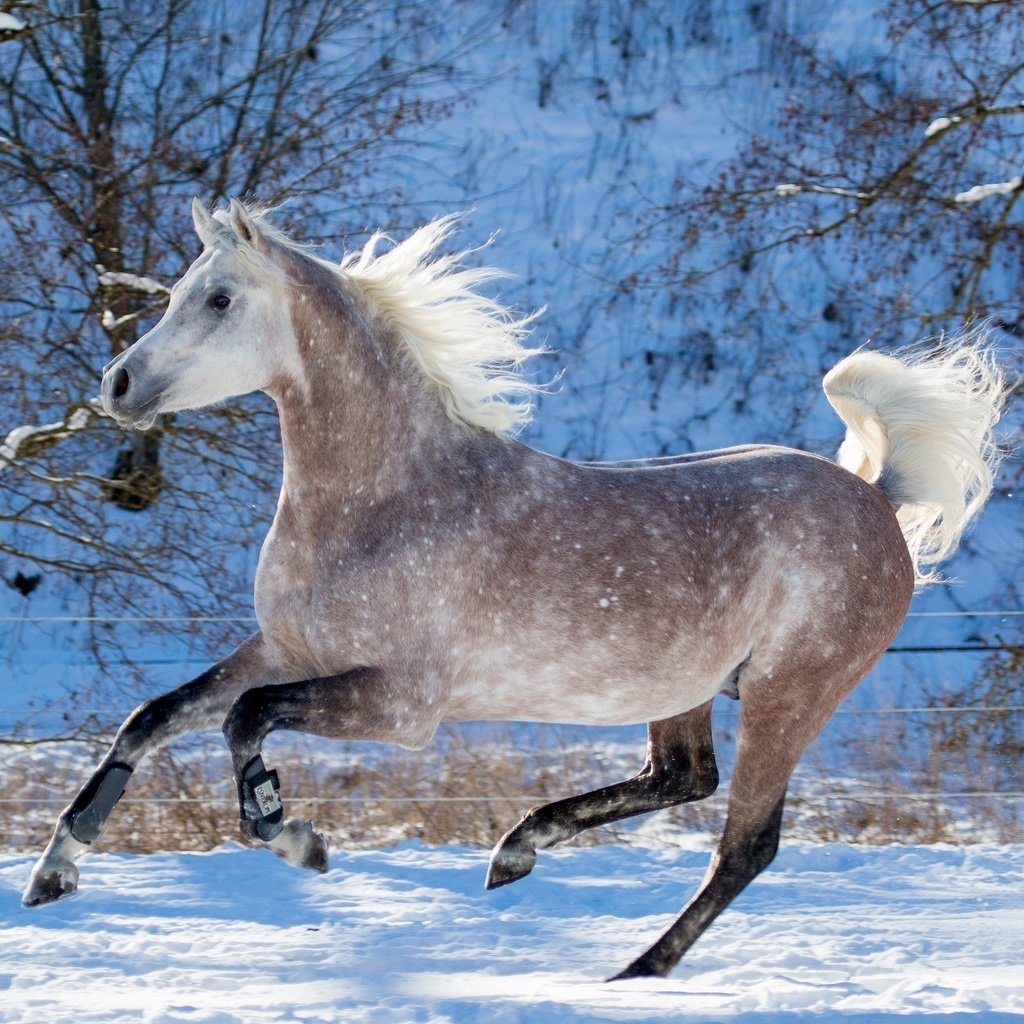Обои лошадь, снег, зима, конь, грива, бег, копыта, скакун, horse, snow, winter, mane, running, hooves разрешение 4000x1870 Загрузить