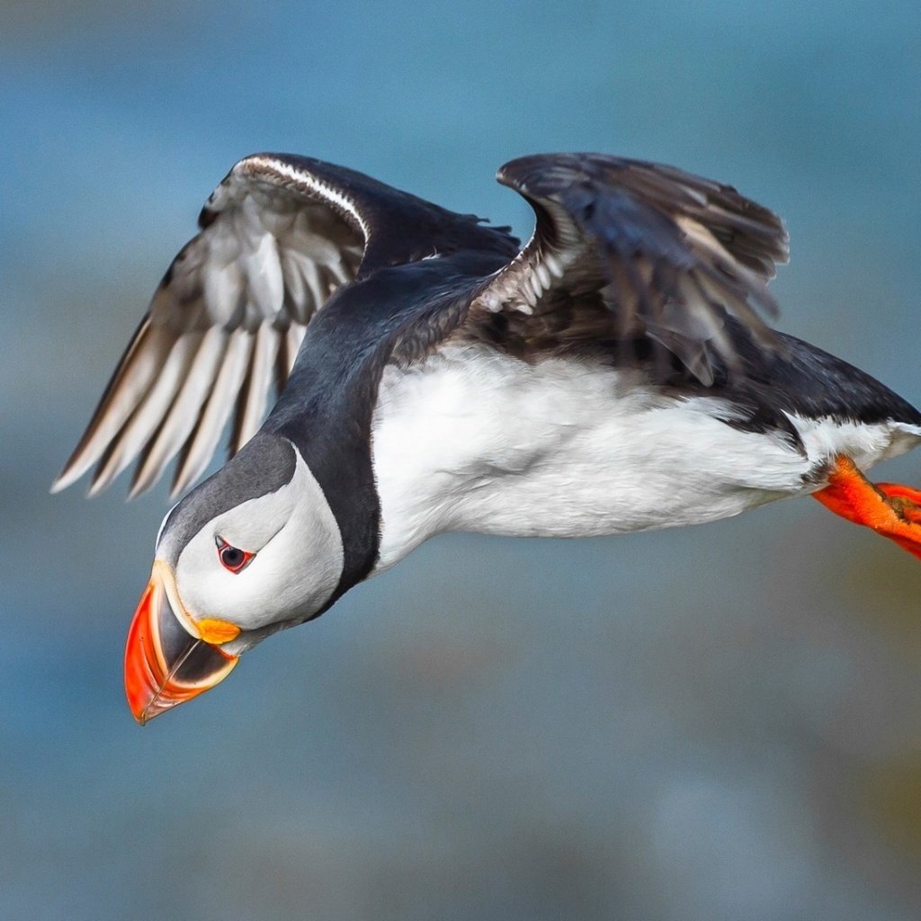 Обои полет, крылья, птица, клюв, тупик, атлантический тупик, puffin, птаха, flight, wings, bird, beak, stalled, atlantic puffin разрешение 1920x1080 Загрузить