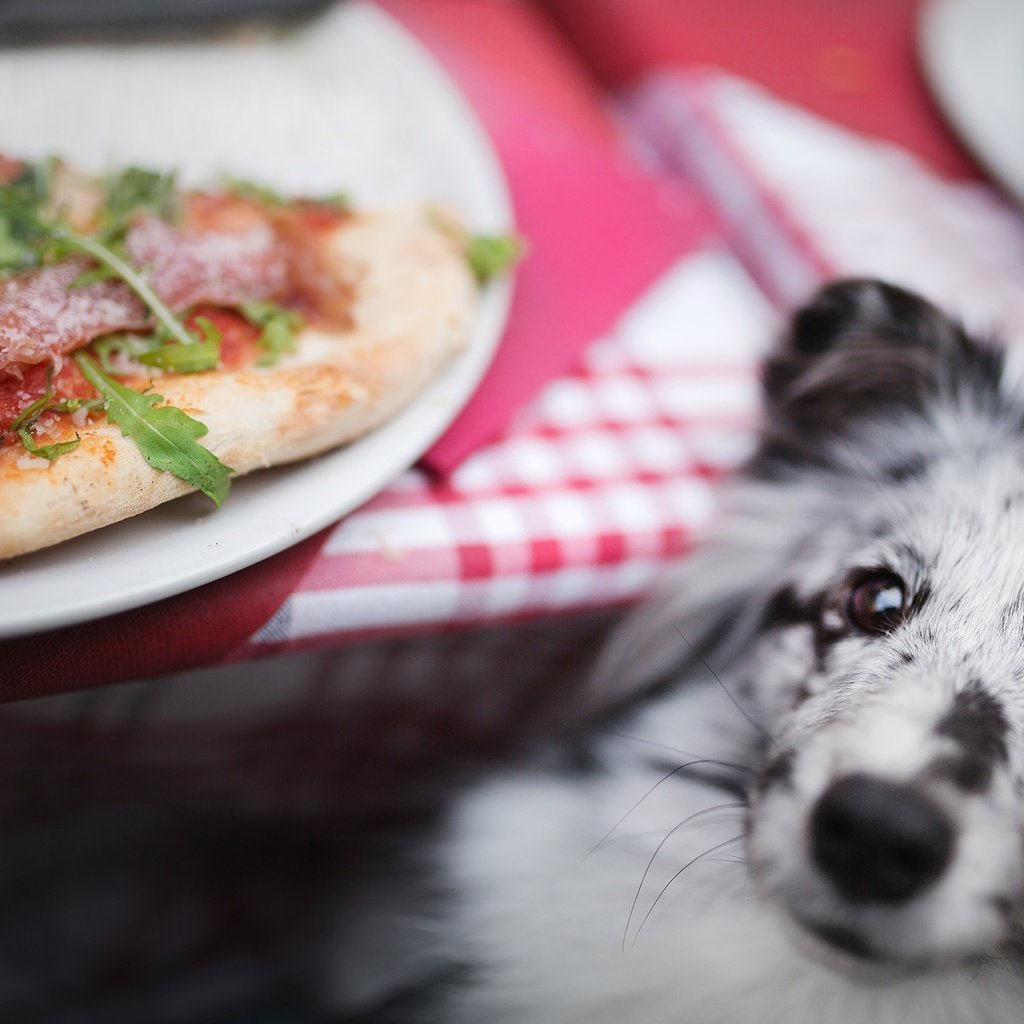 Обои мордочка, взгляд, собака, пицца, шелти, шетландская овчарка, muzzle, look, dog, pizza, sheltie, shetland sheepdog разрешение 2048x1365 Загрузить
