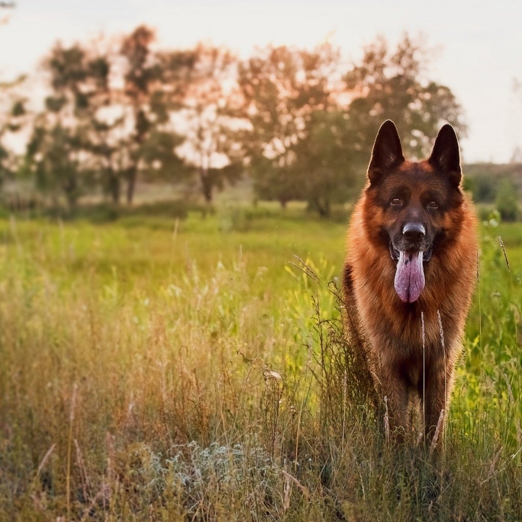 Обои трава, закат, собака, луг, язык, немецкая овчарка, овчарка, grass, sunset, dog, meadow, language, german shepherd, shepherd разрешение 1920x1080 Загрузить