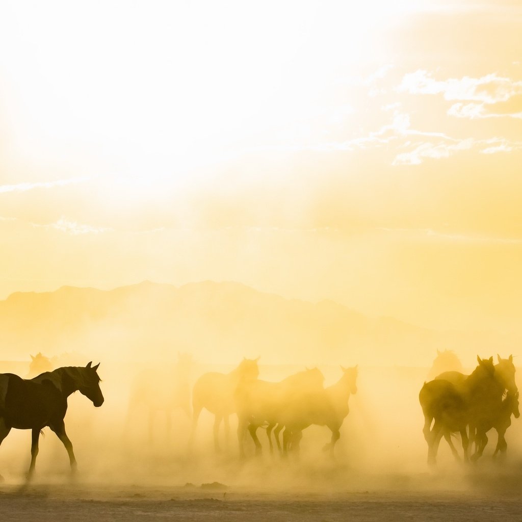 Обои утро, туман, лошади, кони, табун, солнечный свет, morning, fog, horse, horses, the herd, sunlight разрешение 2843x1440 Загрузить