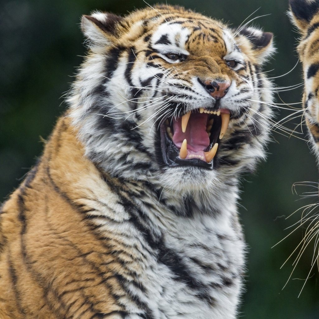 Обои тигр, хищник, большая кошка, зубы, tiger, predator, big cat, teeth разрешение 1920x1080 Загрузить