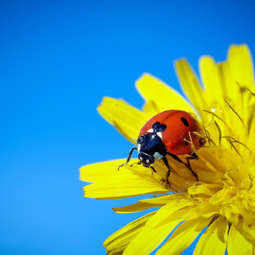 Обои небо, жук, макро, насекомое, фон, цветок, божья коровка, одуванчик, the sky, beetle, macro, insect, background, flower, ladybug, dandelion разрешение 4061x3046 Загрузить