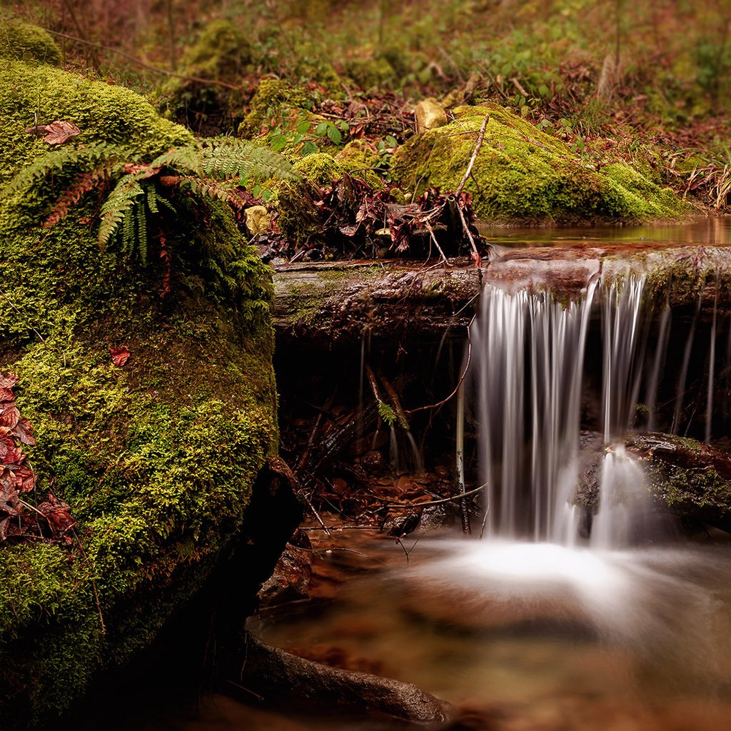 Обои река, природа, ручей, водопад, швейцария, мох, папоротник, river, nature, stream, waterfall, switzerland, moss, fern разрешение 1920x1200 Загрузить